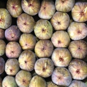 Fig